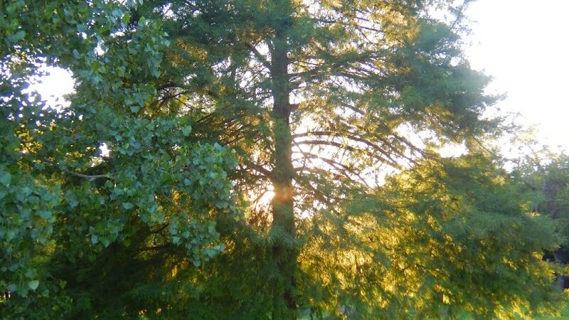 Brookwood Park - Oklahoma City, OK