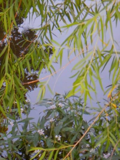 Brookwood Park - Oklahoma City, OK