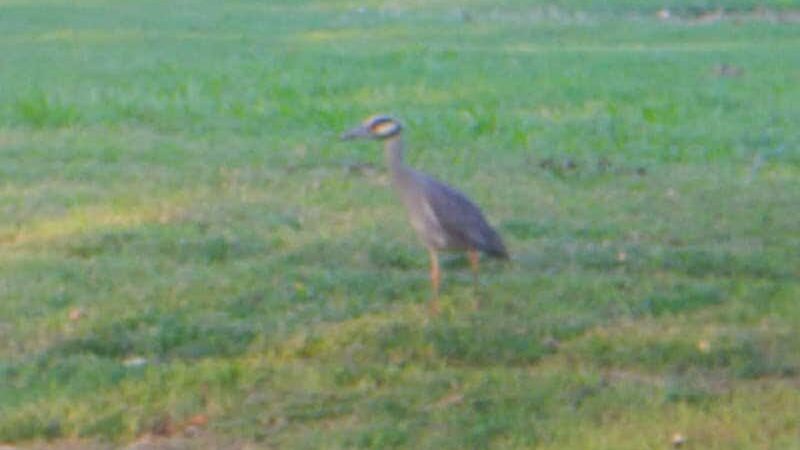 Brookwood Park - Oklahoma City, OK