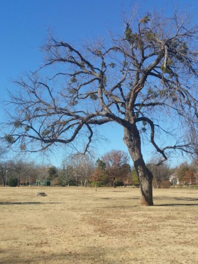 Crown Heights Park - Oklahoma City, OK