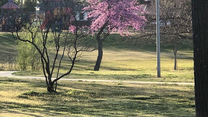 Flower Garden Park - Oklahoma City, OK