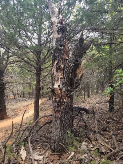 Lake Stanley Draper Mountain Bike Trails - Oklahoma City, OK