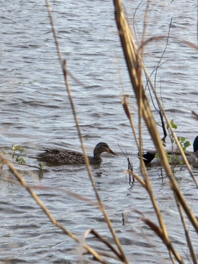 Lakeshore Park - Oklahoma City, OK
