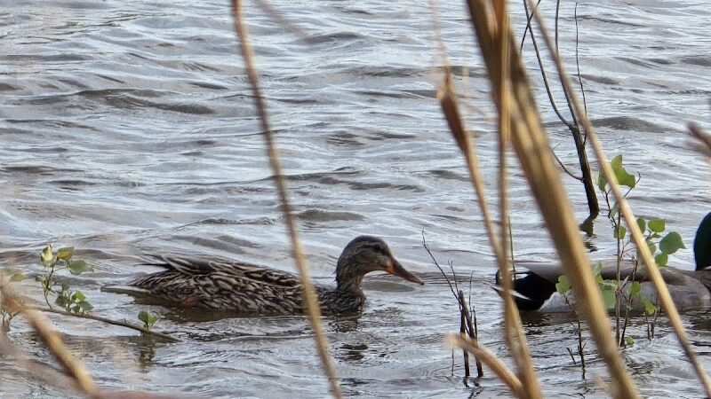 Lakeshore Park - Oklahoma City, OK