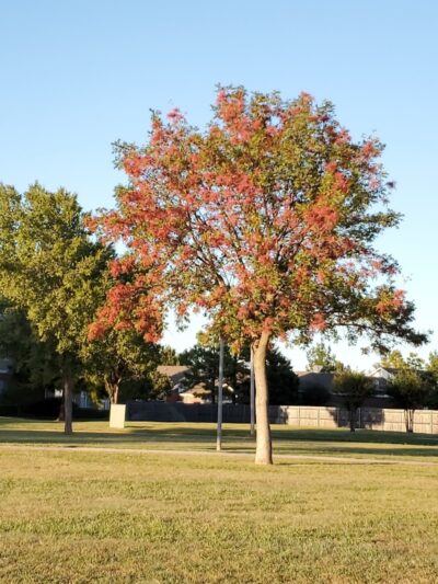 Merrel Medley Park - Oklahoma City, OK