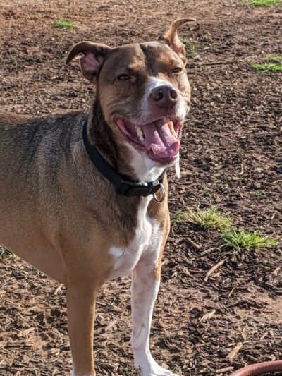 Midtown Mutts Dog Park - Oklahoma City, OK