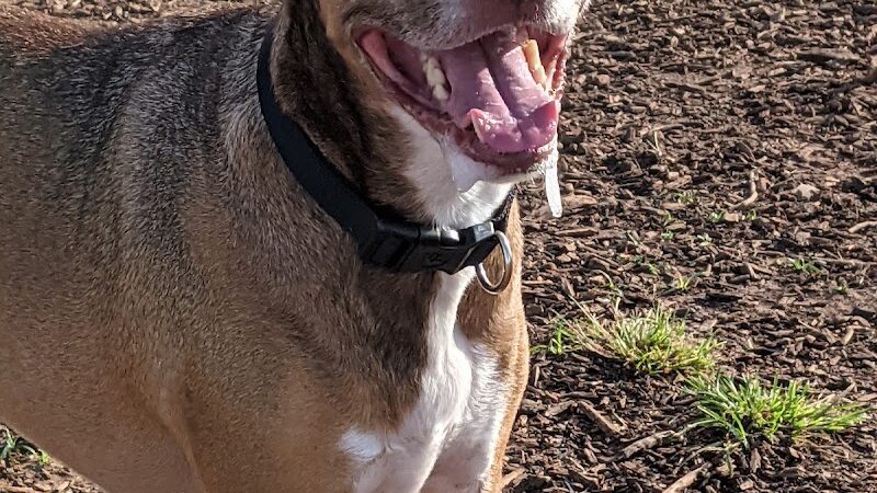 Midtown Mutts Dog Park - Oklahoma City, OK