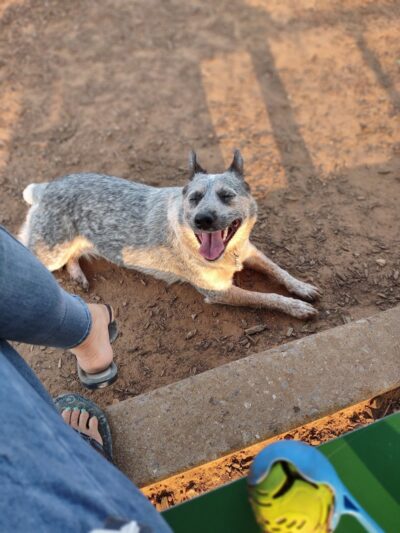 Midtown Mutts Dog Park - Oklahoma City, OK