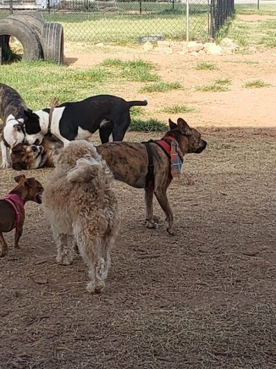 Midtown Mutts Dog Park - Oklahoma City, OK