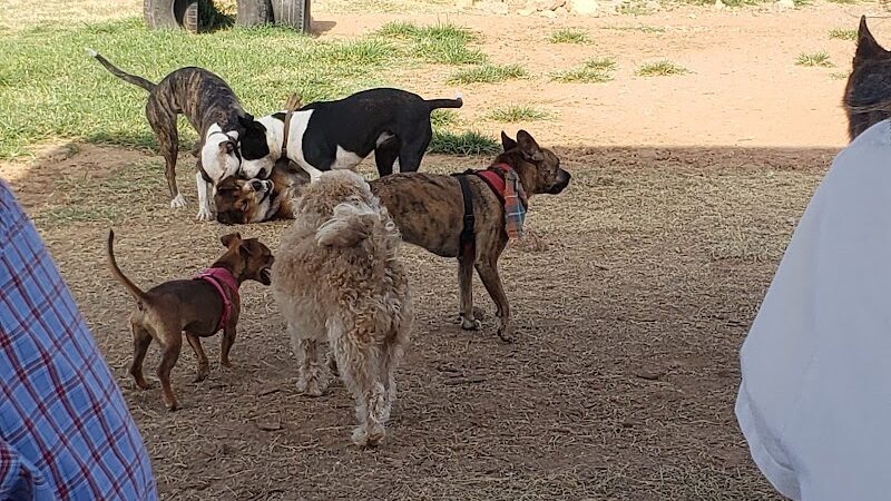 Midtown Mutts Dog Park - Oklahoma City, OK
