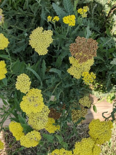 Midtown Mutts Dog Park - Oklahoma City, OK