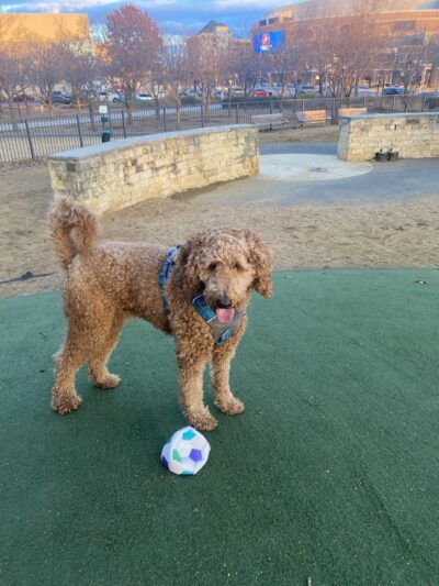 Midtown Mutts Dog Park - Oklahoma City, OK
