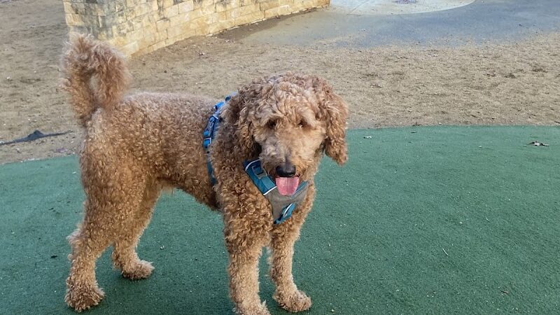 Midtown Mutts Dog Park - Oklahoma City, OK