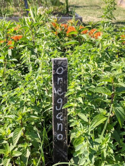 Midtown Mutts Dog Park - Oklahoma City, OK