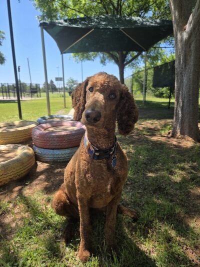 PAW OK Private Dog Park - Oklahoma City, OK