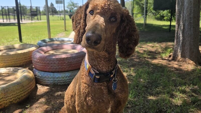 PAW OK Private Dog Park - Oklahoma City, OK