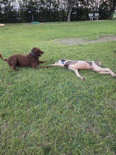 PAW OK Private Dog Park - Oklahoma City, OK