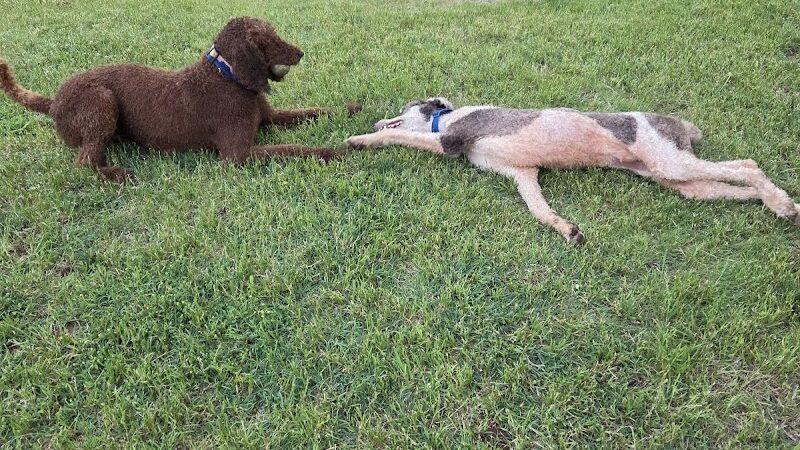 PAW OK Private Dog Park - Oklahoma City, OK