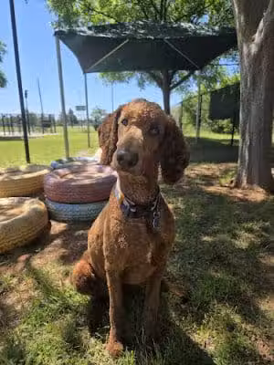 PAW OK Private Dog Park - Oklahoma City, OK