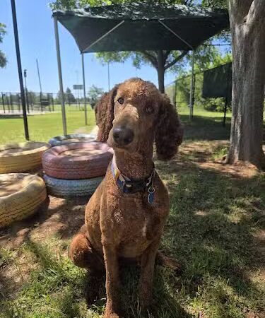 PAW OK Private Dog Park - Oklahoma City, OK