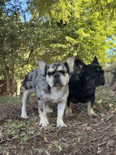 Paws, Play Park - Oklahoma City, OK