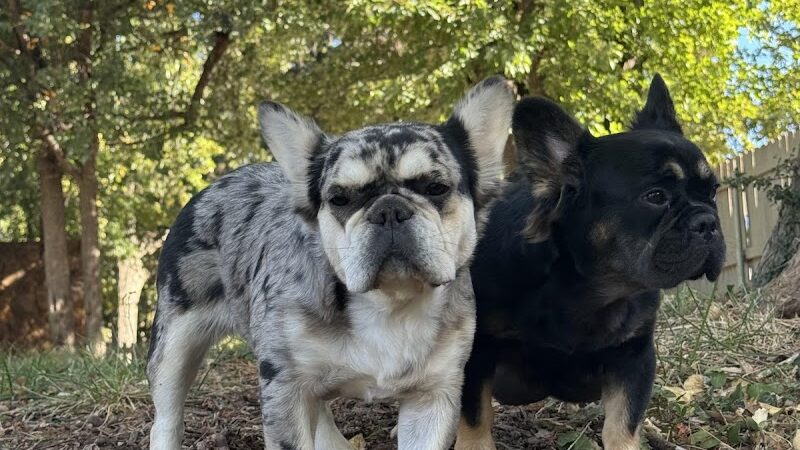 Paws, Play Park - Oklahoma City, OK