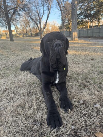 Paws, Play Park - Oklahoma City, OK