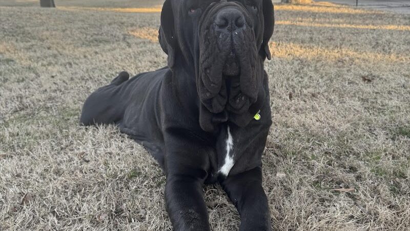 Paws, Play Park - Oklahoma City, OK