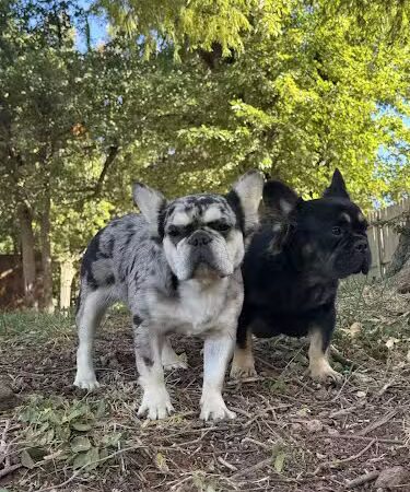 Paws, Play Park - Oklahoma City, OK