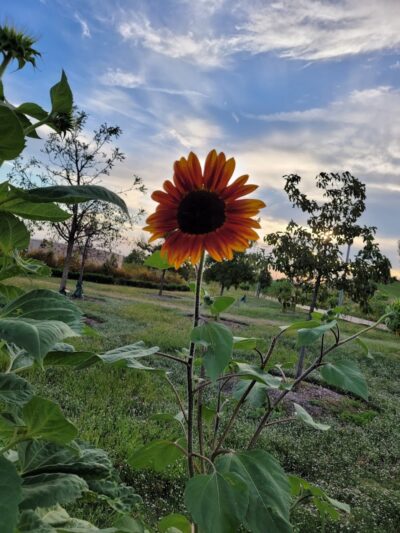 Scissortail Park - Oklahoma City, OK
