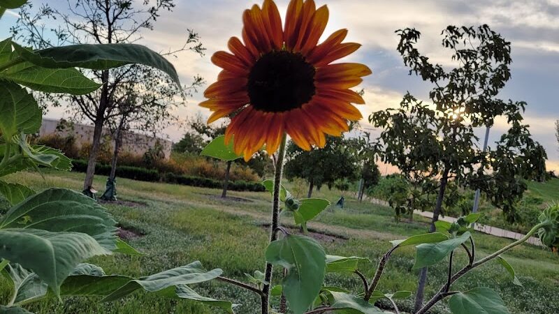 Scissortail Park - Oklahoma City, OK
