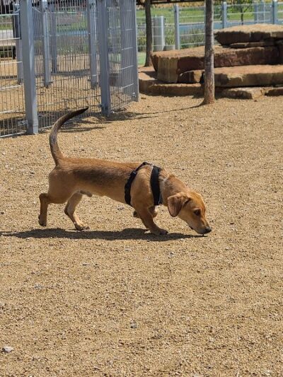 Scissortail Park Dog Park - Oklahoma City, OK
