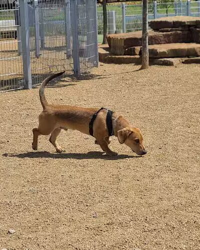 Scissortail Park Dog Park - Oklahoma City, OK