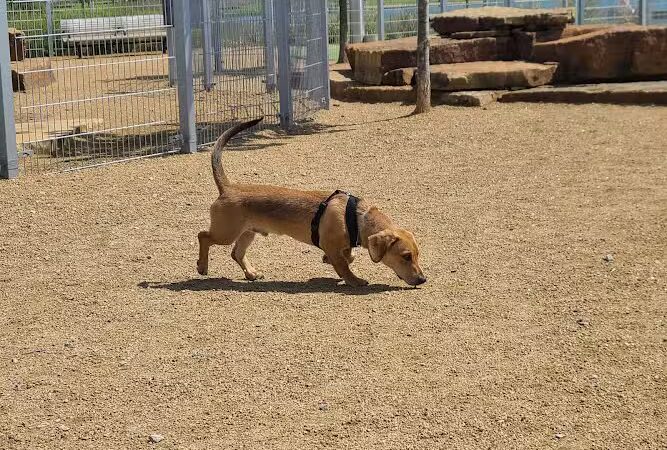 Scissortail Park Dog Park - Oklahoma City, OK