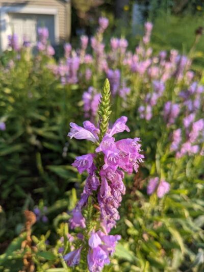 Swatek Park - Oklahoma City, OK