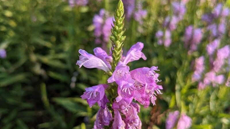 Swatek Park - Oklahoma City, OK