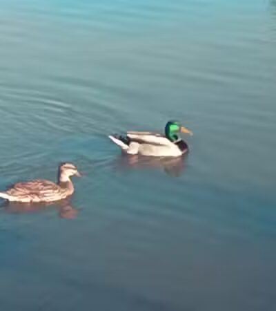 "The Duck Park" - Oklahoma City, OK