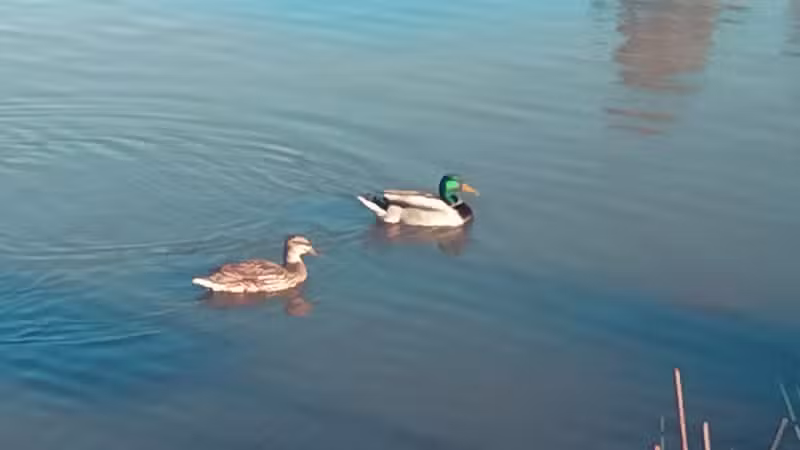 "The Duck Park" - Oklahoma City, OK