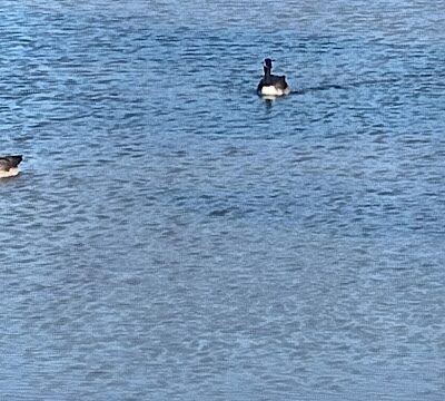 "The Duck Park" - Oklahoma City, OK