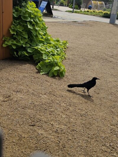 Scissortail Park Dog Park - Oklahoma City, OK