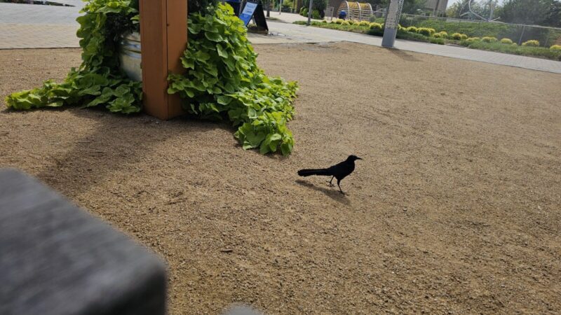 Scissortail Park Dog Park - Oklahoma City, OK