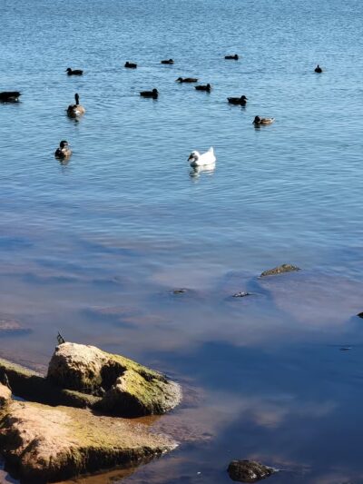Stars And Stripes Park - Oklahoma City, OK