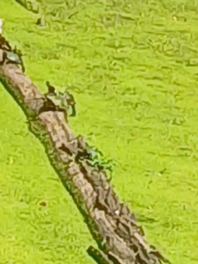 Paw Paw Tunnel Trailhead - Oldtown, MD