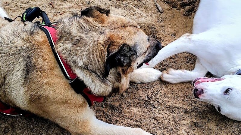 Olive Bark Dog Park - Olive Branch, MS
