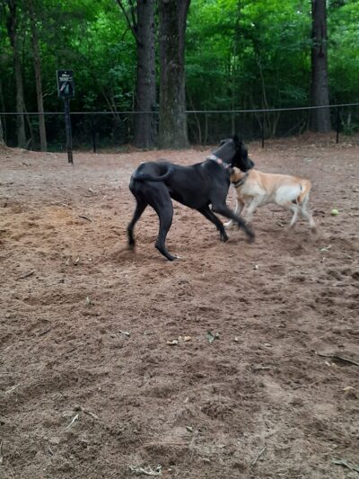 Olive Bark Dog Park - Olive Branch, MS