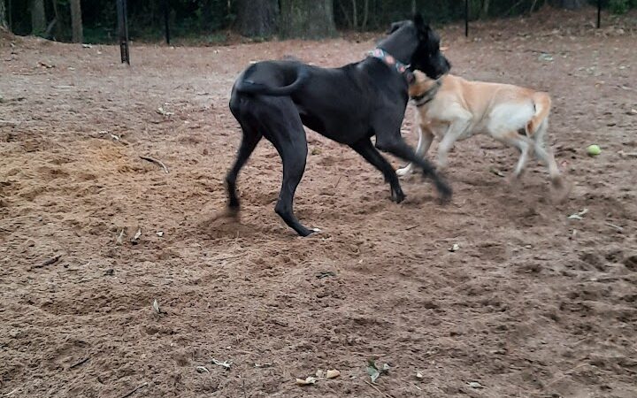 Olive Bark Dog Park - Olive Branch, MS