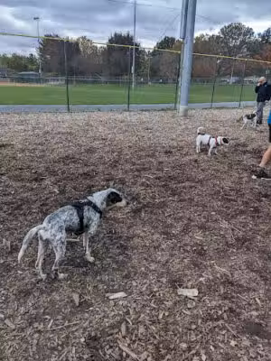 Olney Manor Recreational Park Dog Park - Olney, MD