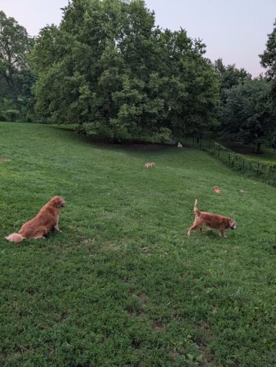 Hanscom Dog Park - Omaha, NE