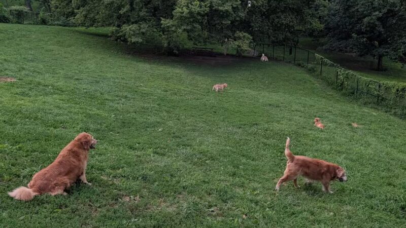 Hanscom Dog Park - Omaha, NE