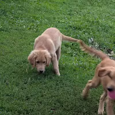 Hanscom Dog Park - Omaha, NE